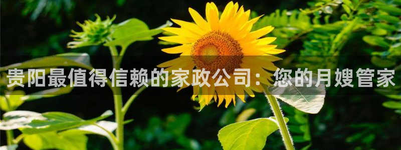杏悦平台代理多少钱