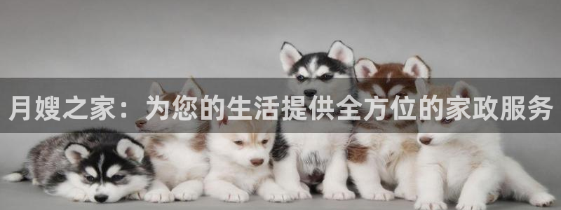 杏悦平台代理怎么做